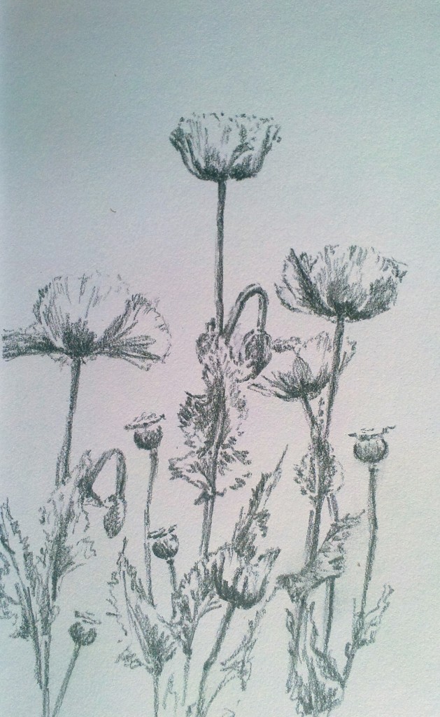 Poppies (graphite)