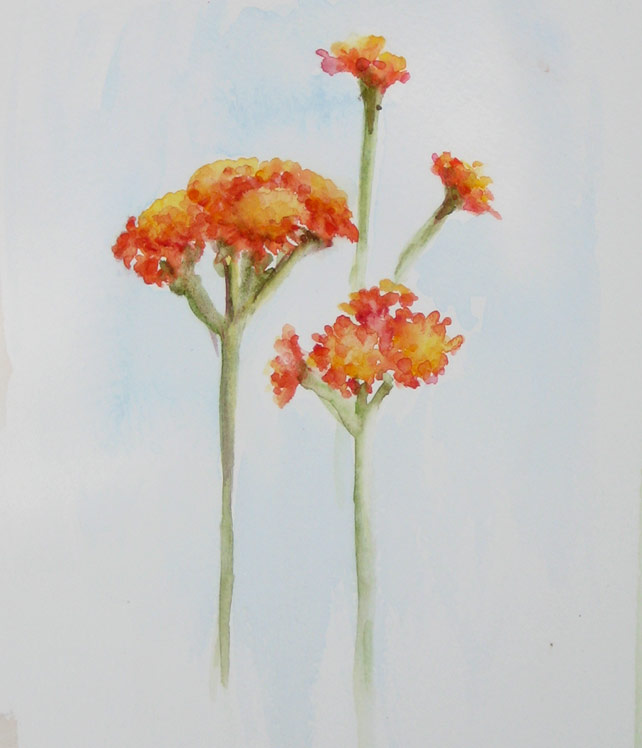 Orange Hawkweed (Watercolour)