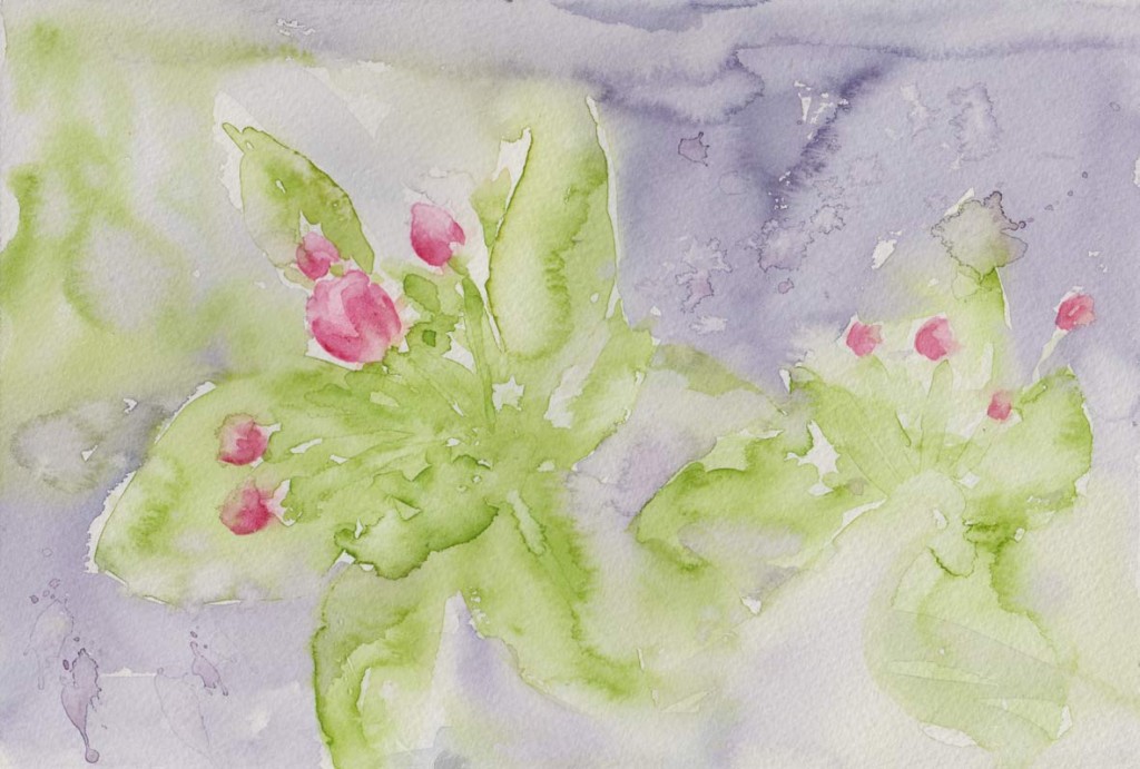 Emerging Apple Blossom (Watercolour)
