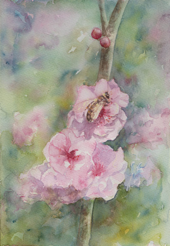 Ornamental Plum Blossom (Watercolour)