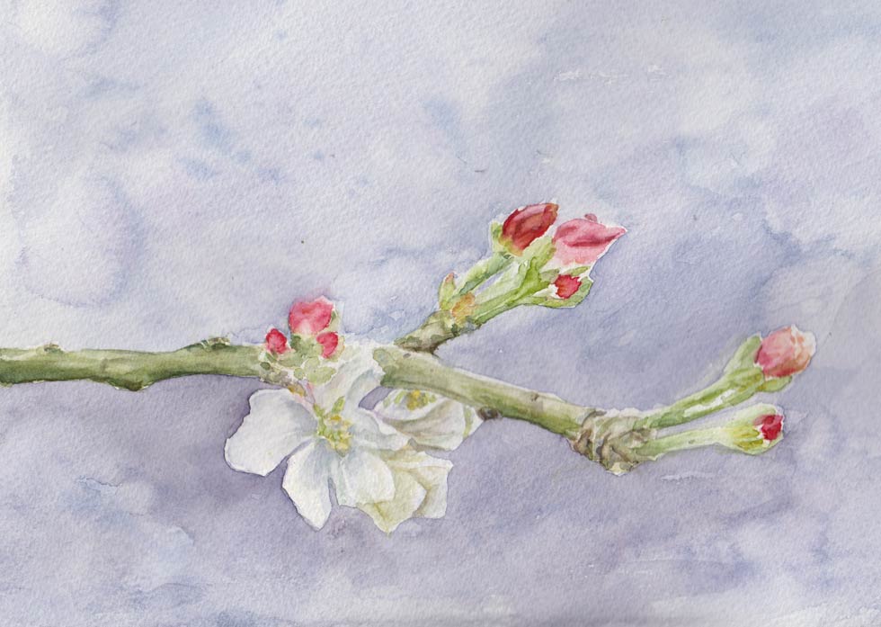 Granny Smith Apple Blossom (Watercolour Study)