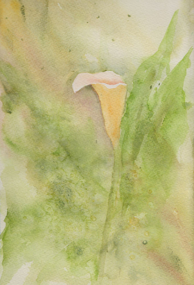  Zantedeschia, Spotted Lily (Watercolour)