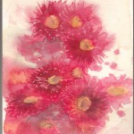 Red Gum Flowers (Watercolour)