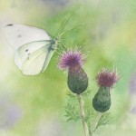 Butterfly & Thistle (Watercolour)