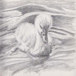 Baby Swan (Graphite)