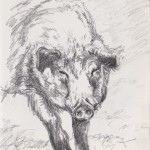 Hairy Boar (graphite)