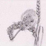 Harvest Mouse (Graphite)