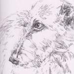 Irish Wolfhound (Graphite)
