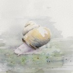 Snail (Watercolour)